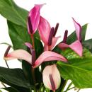 Flamingoblume - Anthurium andreanum "Zizou"- Anthurie - 12cm Topf - lila blühend
