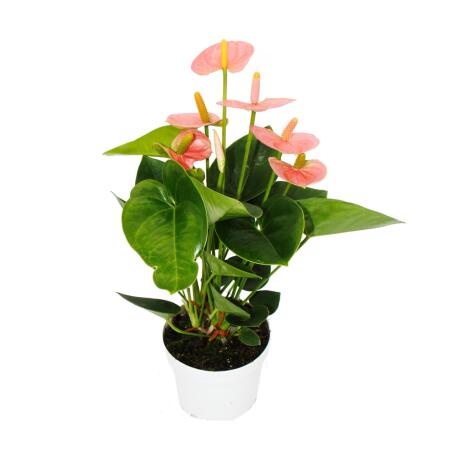 Flamingo flower - Anthurium andreanum "Spirit" - Anthurium - 12cm pot - salmon pink flowers