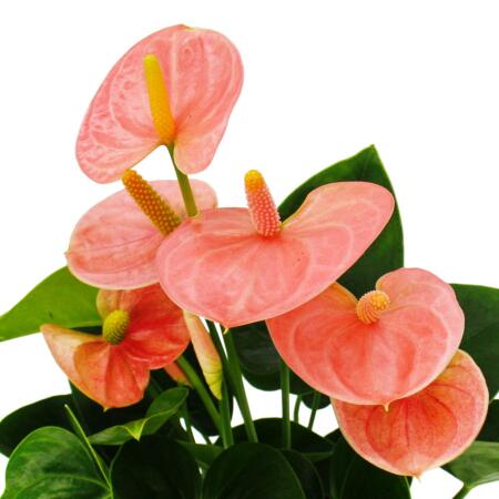 Flamingo flower - Anthurium andreanum "Spirit" - Anthurium - 12cm pot