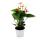 Flamingo flower - Anthurium andreanum "Spirit" - Anthurium - 12cm pot - salmon pink flowers
