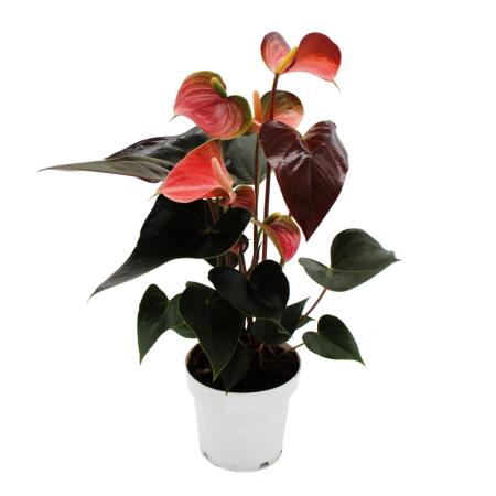 Regenbogen-Flamingoblume - Anthurium andreanum "Rainbow Champion" - Anthurie - 14cm Topf