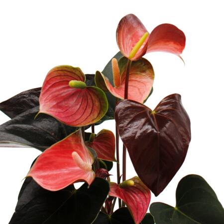 Rainbow flamingo flower - Anthurium andreanum "Rainbow Champion" - An
