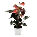 Regenbogen-Flamingoblume - Anthurium andreanum...
