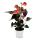 Regenbogen-Flamingoblume - Anthurium andreanum "Rainbow Champion" - Anthurie - 14cm Topf