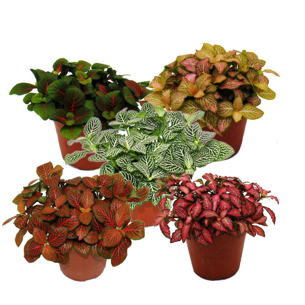 Silver net leaf - mosaic plant - Fittonia - 12cm pot - great colors Silver net leaf - mosaic plant - Fittonia - 12cm pot - great colors