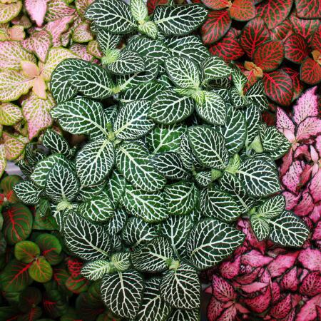 Silbernetzblatt - Mosaikpflanze - Fittonia - 12cm Topf - tolle Farben