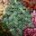 Silbernetzblatt - Mosaikpflanze - Fittonia - 12cm Topf - tolle Farben