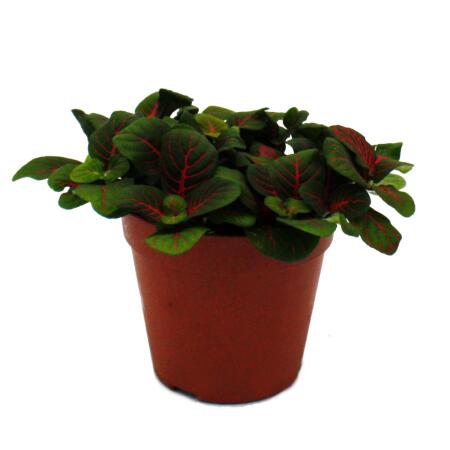 Feuille à filet dargent - plante mosaïque - Fittonia - pot de 12cm - couleurs superbes - Bubble Red - sombre + rouge