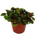 Feuille à filet dargent - plante mosaïque - Fittonia - pot de 12cm - couleurs superbes - Bubble Red - sombre + rouge