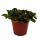 Feuille à filet dargent - plante mosaïque - Fittonia - pot de 12cm - couleurs superbes - Bubble Red - sombre + rouge