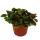 Feuille à filet dargent - plante mosaïque - Fittonia - pot de 12cm - couleurs superbes - Bubble Red - sombre + rouge