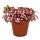 Silbernetzblatt - Mosaikpflanze - Fittonia - 12cm Topf - tolle Farben - Forest Flame - Pink