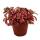 Silbernetzblatt - Mosaikpflanze - Fittonia - 12cm Topf - tolle Farben - Forest Flame - Pink