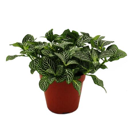 Feuille à filet dargent - Plante mosaïque - Fittonia - pot 12cm - couleurs superbes - Joly Josan - Blanc