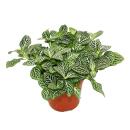 Feuille à filet dargent - Plante mosaïque - Fittonia - pot 12cm - couleurs superbes - Joly Josan - Blanc