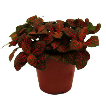 Feuille à filet dargent - Plante mosaïque - Fittonia - pot 12cm - couleurs superbes - Joly Josan - Rouge