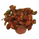 Feuille à filet dargent - Plante mosaïque - Fittonia - pot 12cm - couleurs superbes - Joly Josan - Rouge