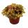 Silbernetzblatt - Mosaikpflanze - Fittonia - 12cm Topf - tolle Farben - Ruby Lime - Lachsrosa