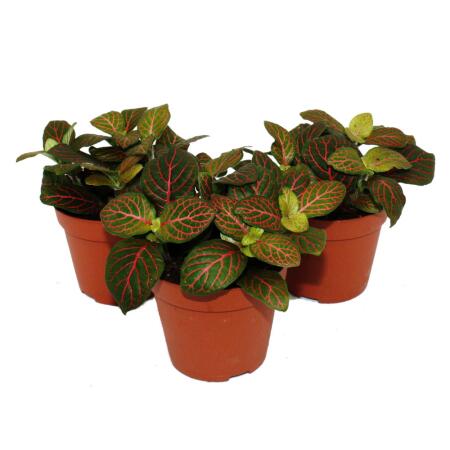 Set of 3 mosaic plants - Silver net leaf - Fittonia - 9cm pot - great colors - Bubble Red - Dark + Red