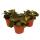 Set of 3 mosaic plants - Silver net leaf - Fittonia - 9cm pot - great colors - Bubble Red - Dark + Red