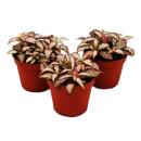 Set of 3 mosaic plants - silver net leaf - Fittonia - 9cm...