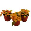 Set mit 3 Mosaikpflanzen Silbernetzblatt Fittonia 9cm...