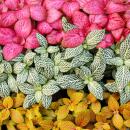 Set de 3 plantes mosaïques - Fittonia - pot de 9cm - couleurs superbes - mélange de couleurs