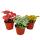 Set de 3 plantes mosaïques - Fittonia - pot de 9cm - couleurs superbes - mélange de couleurs