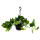 Houseplant for hanging - Marbled Ivy - Epipremnum "Marble Queen" - Scindapsus - 15cm hanging pot