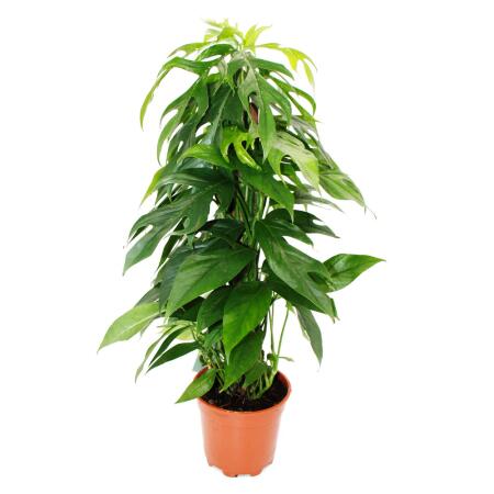 Epipremnum pinnatum "Baltic Blue" on a moss stick - Fancy ivy - Window leaf - 60cm high - 17cm pot