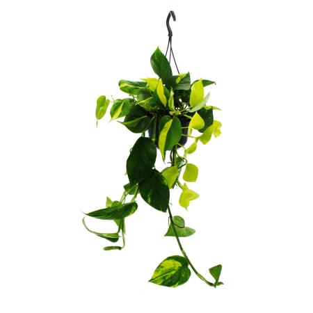 Ivy trio - 3 different varieties of climbing Epipremnum in one pot - Scindapsus - 15cm hanging basket