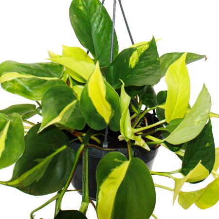 hedera marengo Hedera algeriensis 'Gloire de Marengo' main image 0