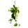Ivy trio - 3 different varieties of climbing Epipremnum in one pot - Scindapsus - 15cm hanging basket