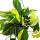 Ivy trio - 3 different varieties of climbing Epipremnum in one pot - Scindapsus - 15cm hanging basket