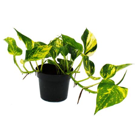 Epipremnum aureum "NJoy Gold" - Lierre à petites feuilles et jaune-coloré - pot de 12cm