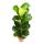 Ficus lyrata - Geigenfeige - Solitärpflanze im 24cm Topf