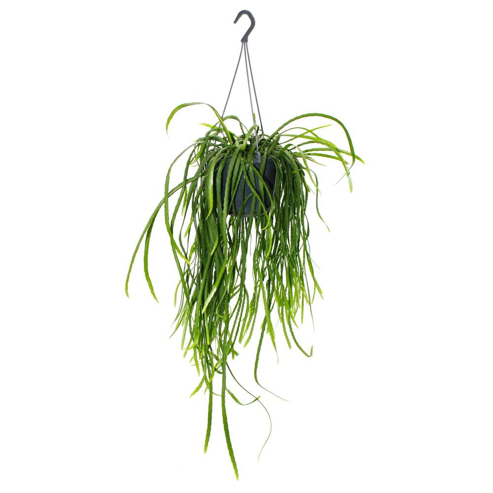 Hngender Kaktus - Lepismium bolivianum - Pfeiffera - Stachelloser Bl