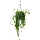 Hängender Kaktus - Lepismium bolivianum - Pfeiffera...