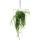 Hängender Kaktus - Lepismium bolivianum - Pfeiffera - Stachelloser Blattkaktus - 15cm Ampeltopf