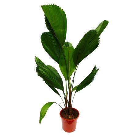 Ray palm - Licuala grandis - indoor palm - Vanuatu ray palm - 19cm pot - solitary plant