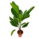 Ray palm - Licuala grandis - indoor palm - Vanuatu ray palm - 19cm pot - solitary plant