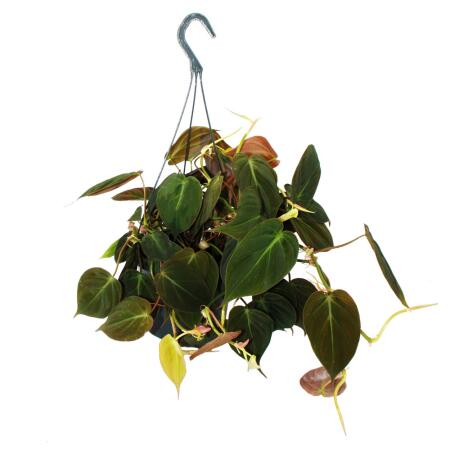 Philodendron micans - Dark climbing tree friend - dark leaves - 15cm hanging pot