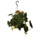 Philodendron micans - Dark climbing tree friend - dark...