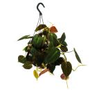 Philodendron micans - Dark climbing tree friend - dark leaves - 15cm hanging pot