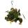 Philodendron micans - Dark climbing tree friend - dark leaves - 15cm hanging pot