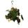 Philodendron micans - Dark climbing tree friend - dark leaves - 15cm hanging pot