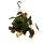 Philodendron micans - Dark climbing tree friend - dark leaves - 15cm hanging pot