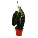 Philodendron melanochrysum - lami des arbres noir et or -...