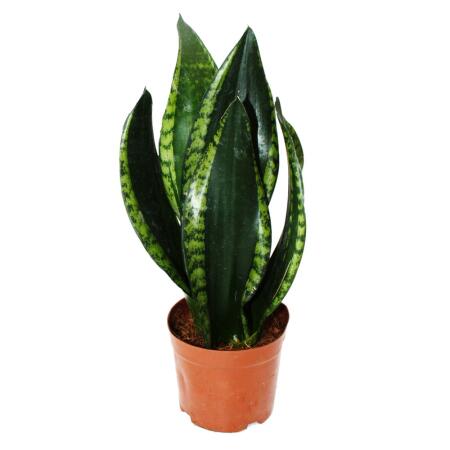 Sansevieria trifasciata "Silver Flame" - Bow hemp with unusual leaf coloration - 12cm pot