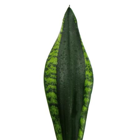 Sansevieria trifasciata "Silver Flame" - Bogenhanf mit ausgefallener